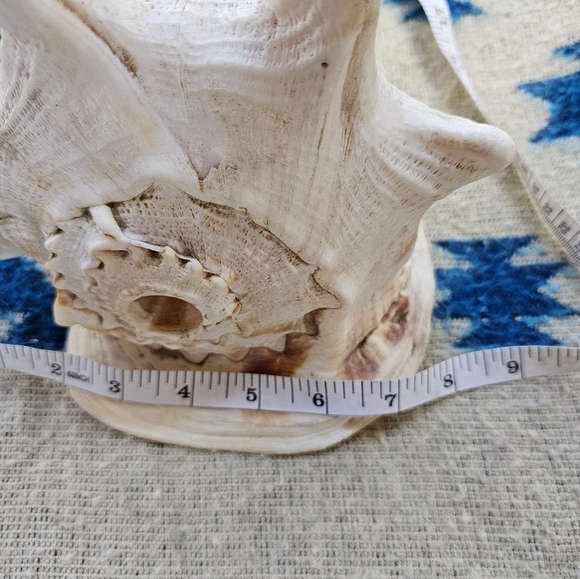 Large Conch Shell - Picture 5 of 6
